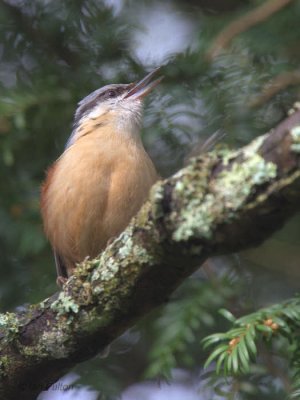 Nuthatch, Dalzell Woods, Motherwell