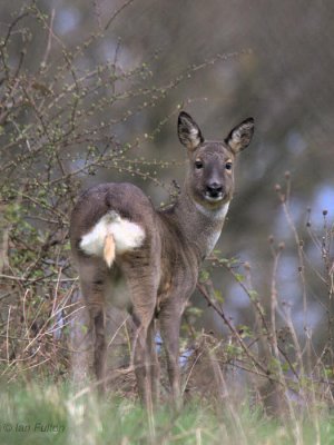 Roe Deer, Easterbraes, Motherwell