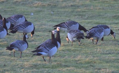 Barnacle Goose, Gruinart, Islay