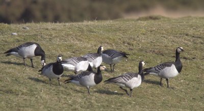 Barnacle Goose, Gruinart, Islay