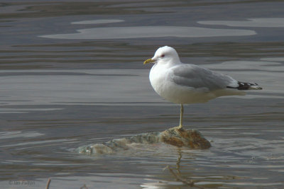 Common Gull, Sallochy Bay-Loch Lomond, Clyde