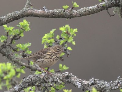 Meadow Pipit, Low Mains-Loch Lomond NNR, Clyde