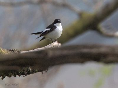 Pied Flycatcher, Ross Wood-Loch Lomond, Clyde