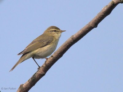 Willow Warbler, Merryton Haugh, Clyde