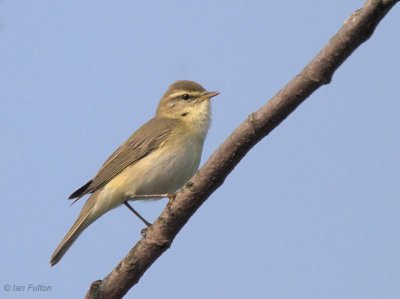 Willow Warbler, Merryton Haugh, Clyde