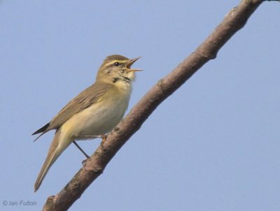 Willow Warbler, Merryton Haugh, Clyde