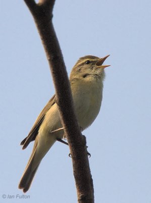 Willow Warbler, Merryton Haugh, Clyde