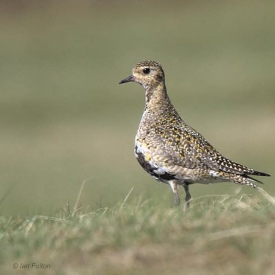 Golden Plover, Lowther Hill, Clyde