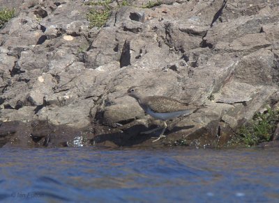 Common Sandpiper, Burncrooks Reservoir, Clyde