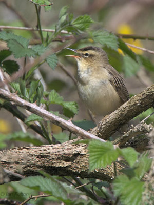 Sedge Warbler, Crom Mhin marsh-Loch Lomond NNR, Clyde