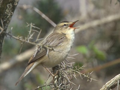 Sedge Warbler, Crom Mhin marsh-Loch Lomond NNR, Clyde