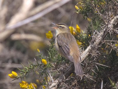 Sedge Warbler, Crom Mhin marsh-Loch Lomond NNR, Clyde