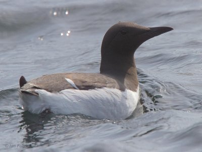 Guillemot, Isle of May, Fife