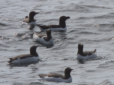Guillemots and a Razorbill, Isle of May, Fife