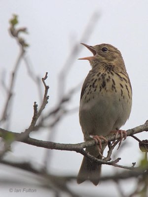 Tree Pipit, Aber Bog-Loch Lomond NNR, Clyde