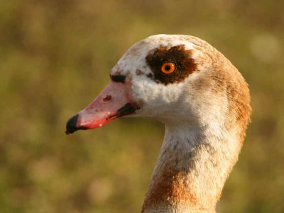Egyptian Goose, Balloch, Clyde