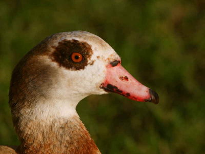 Egyptian Goose, Balloch, Clyde