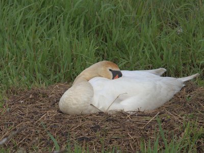 Mute Swan, Aber Bog-Loch Lomond NNR, Clyde