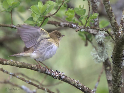 Willow Warbler, Crom Mhin marsh-Loch Lomond NNR, Clyde