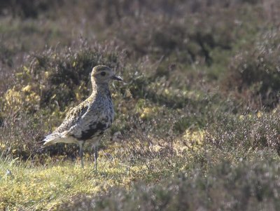 Golden Plover, Lowther Hill, Clyde