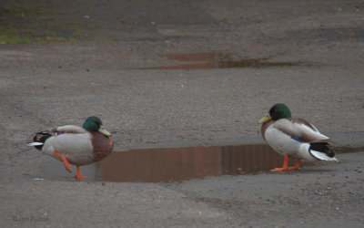 A very small duck pond, Balmaha, Loch Lomond