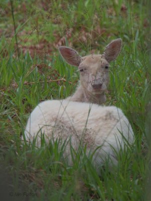 Fallow Deer, Inchcailloch, Loch Lomond