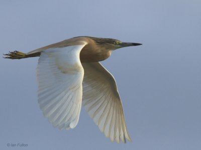 Squacco Heron, Dalyan, Turkey