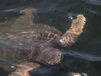 Loggerhead Turtle (caretta caretta), Iztuzu-Dalyan, Turkey