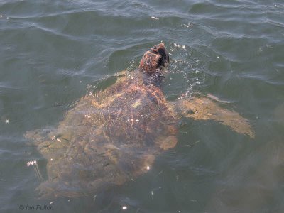 Loggerhead Turtle (caretta caretta), Iztuzu-Dalyan, Turkey