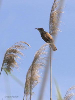 Great Reed Warbler, Lake Koycegiz, Turkey