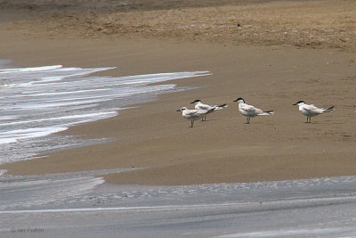 Gull-billed Tern, Iztuzu Beach-Dalyan, Turkey