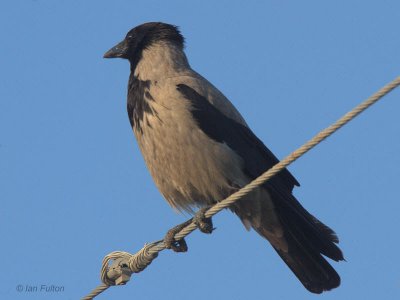 Hooded Crow, Dalyan, Turkey