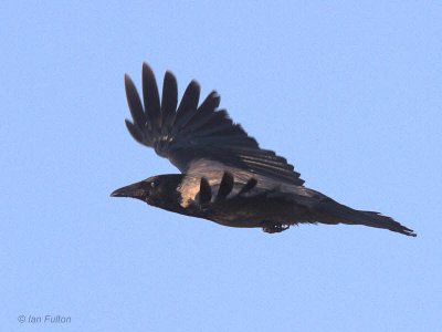 Hooded Crow, Dalyan, Turkey