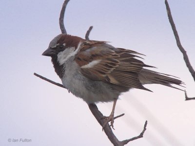 House Sparrow, Dalyan, Turkey
