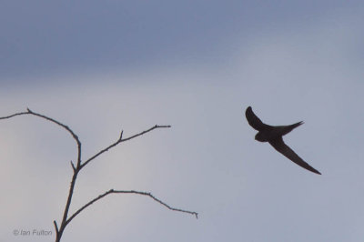 Common Swift