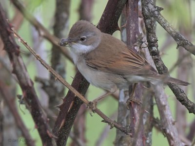 Common Whitethroat, Crom Mhin marsh-Loch Lomond NNR, Clyde