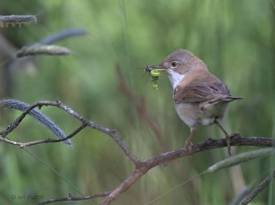 Common Whitethroat, Crom Mhin marsh-Loch Lomond NNR, Clyde