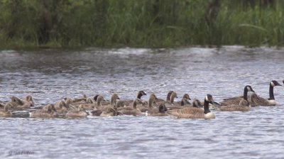 Canada Geese, Endrick Mouth, Clyde