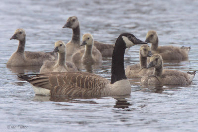 Canada Geese, Endrick Mouth, Clyde