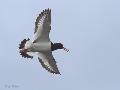 Oystercatcher, Endrick Mouth, Clyde