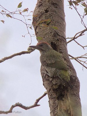 Green Woodpecker, Long Crags-Dumbarton, Clyde