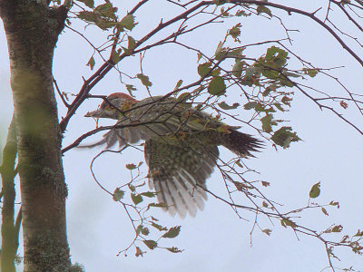 Green Woodpecker, Long Crags-Dumbarton, Clyde