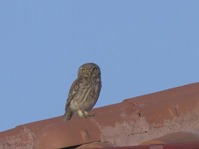 Little Owl, Dalyan, Turkey