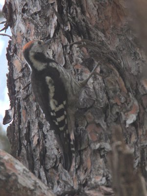 Middle Spotted Woodpecker, Iztuzu-Dalyan, Turkey
