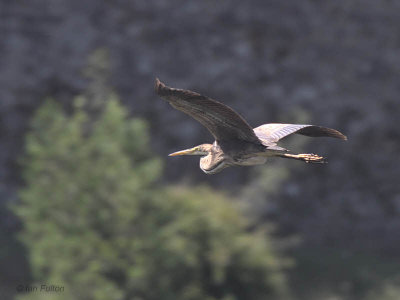 Purple Heron, Caunos-Dalyan, Turkey