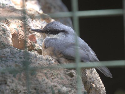 Rock Nuthatch (juvenile), Caunos-Dalyan, Turkey