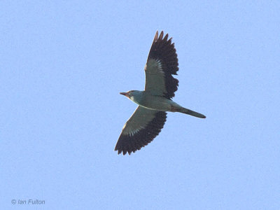 European Roller, Dalyan, Turkey