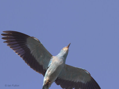 European Roller, Dalyan, Turkey