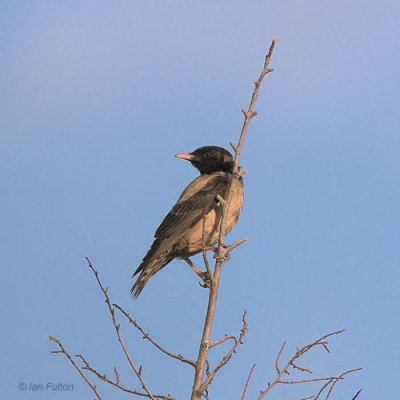 Rose-coloured Starling, Dalyan, Turkey