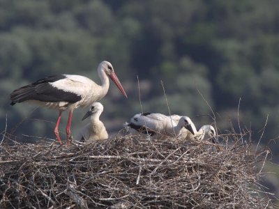 White Stork, Dalyan, Turkey